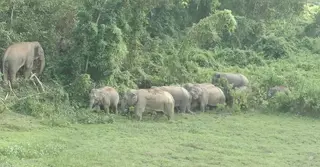 নেত্রকোণায় বন্য হাতির আক্রমণে আদিবাসী যুবক নিহত